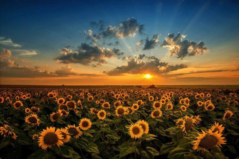 sunflowers-sunpell